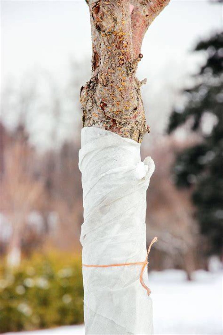 Do olive trees need protecting from frost?