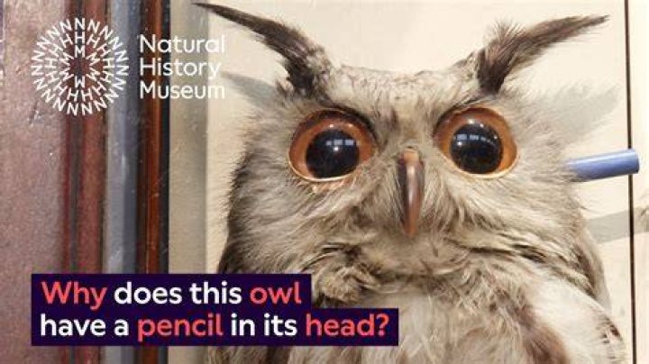 Do owls have ears that stick out?