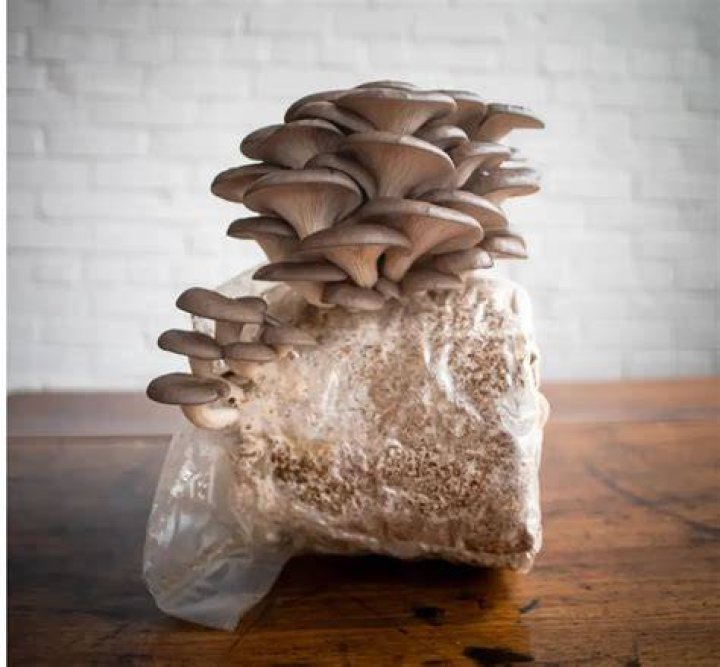 Do oyster mushrooms need light to grow?