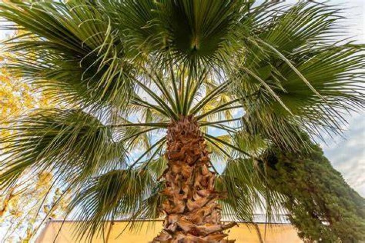 Do palm trees grow in San Francisco?