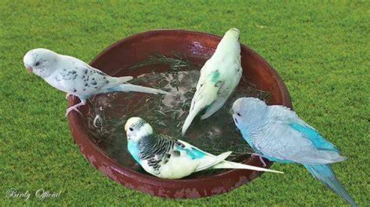 Do parakeets like baths?