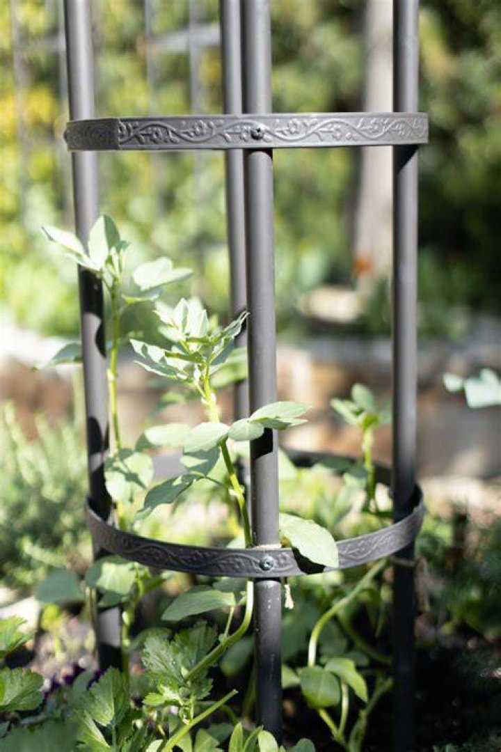 Do peas need a pole?