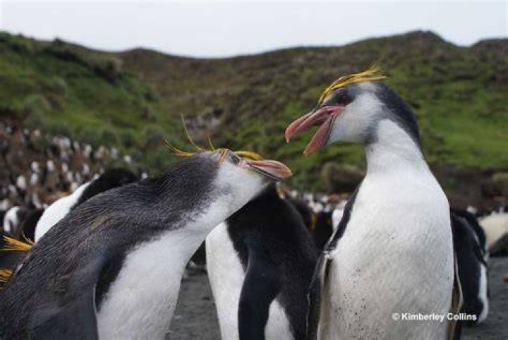 Do penguins leave their mate?