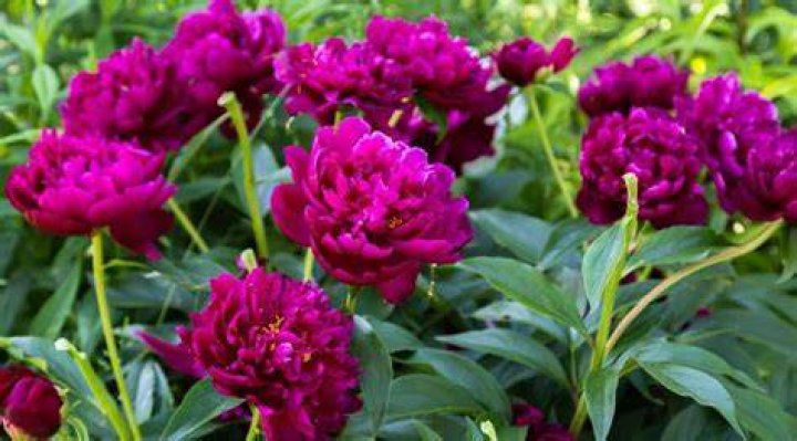 Do Peonies come in purple?