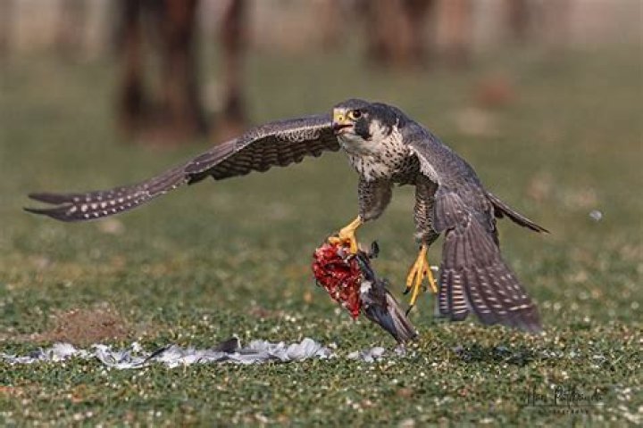 Do peregrine falcons eat pigeons?