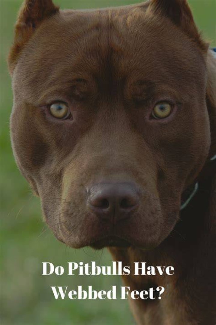 Do pitbulls have webbed toes?