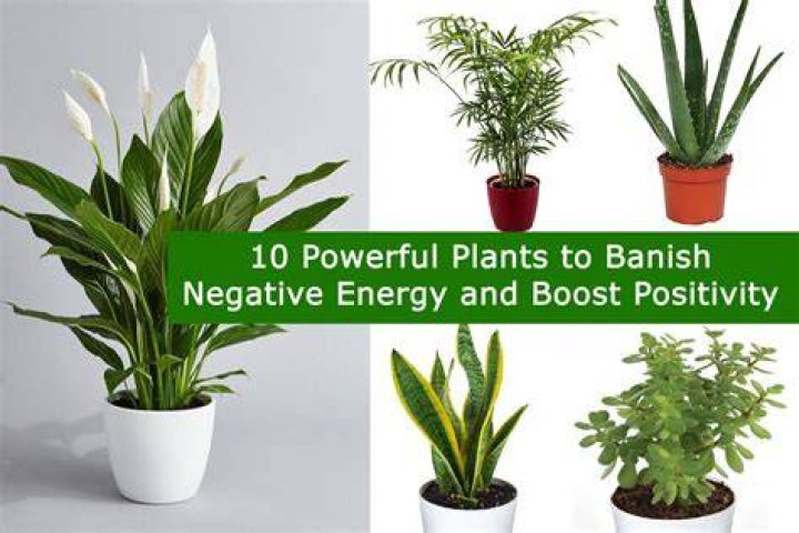 Do plants absorb bad energy?