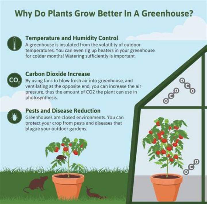 Do plants grow better in a greenhouse?