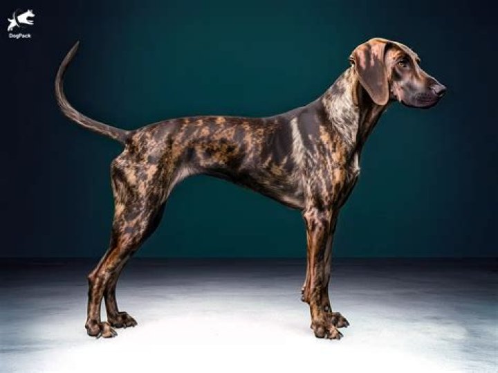 Do Plott hounds stink? | ContextResponse.com