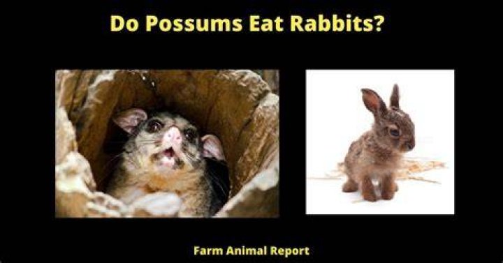 Do possums eat rabbits?