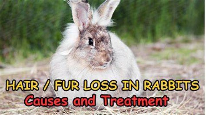 Do rabbits lose fur when stressed?