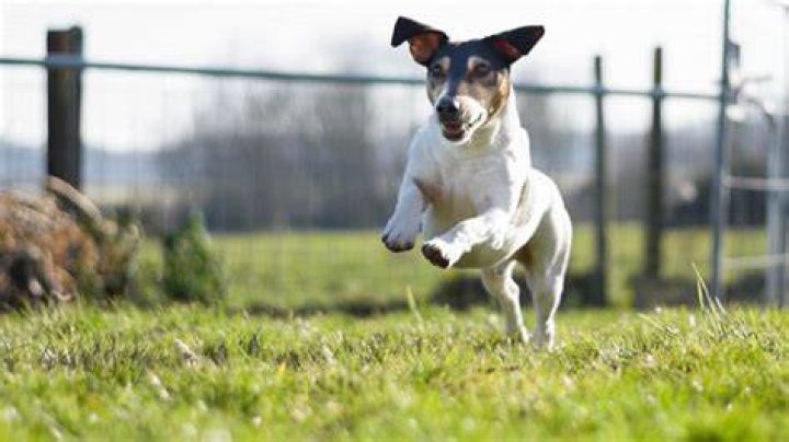 Do rat terriers kill rats?