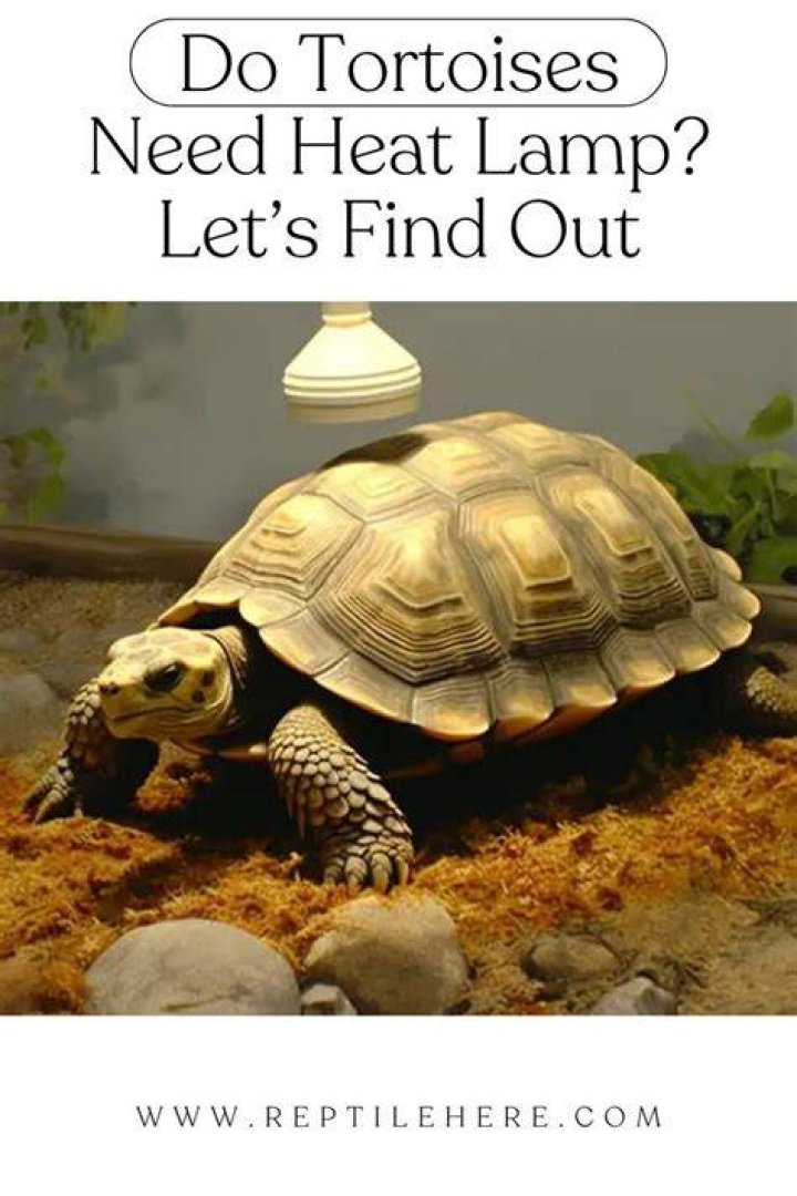 Do Russian tortoises need a heat lamp at night?