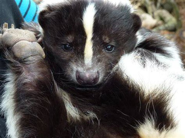 Do skunks smell bad?