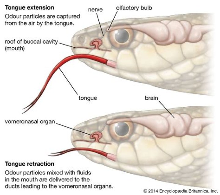 Do snakes hear with their tongues?
