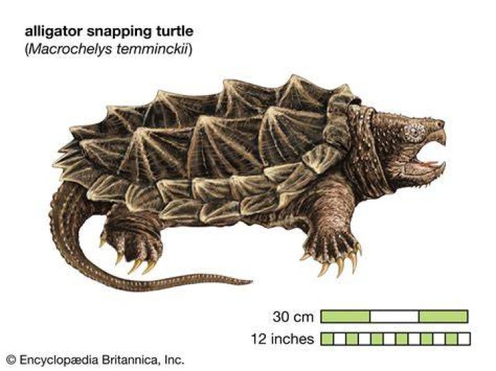 Do snapping turtles have teeth?