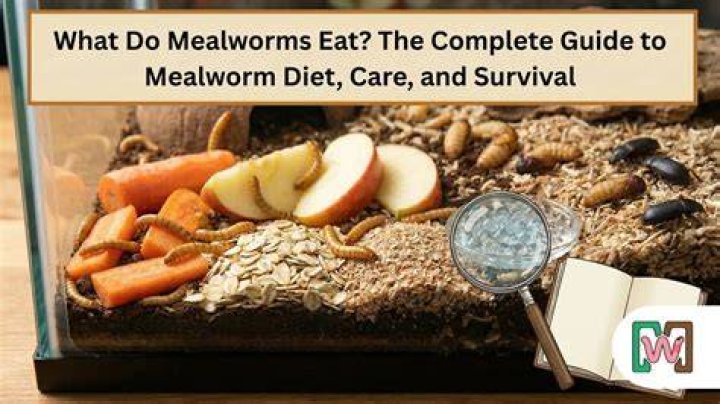 Do sparrows eat mealworms?