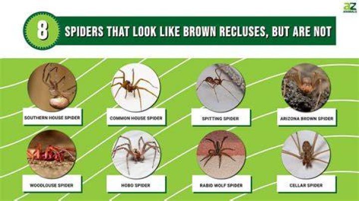 Do spiders not like cedar?
