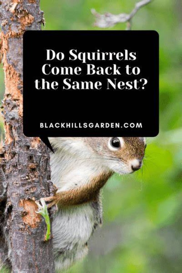 Do squirrels come back to the same nest?