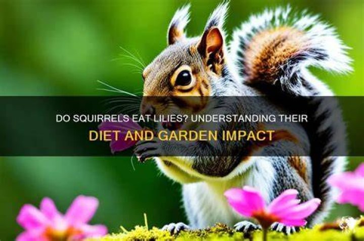 Do squirrels eat lilies?