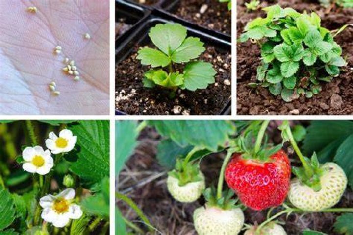 Do strawberries like manure? | ContextResponse.com