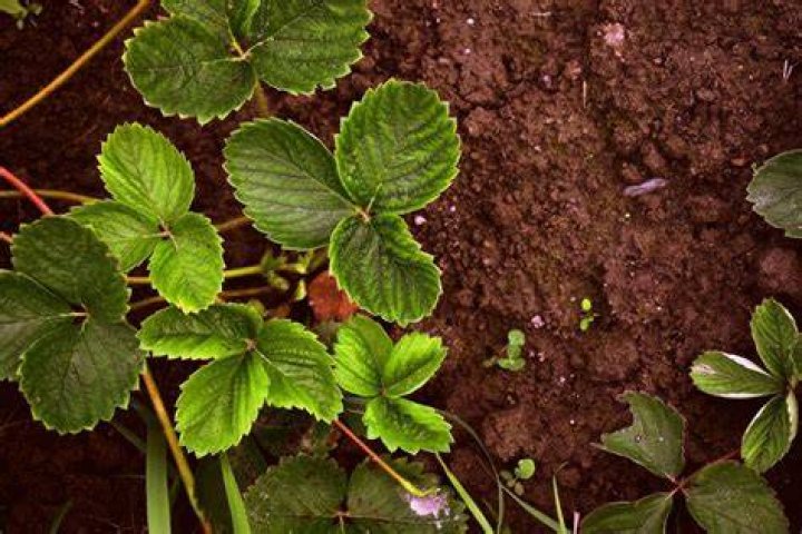 Do strawberries need acidic soil?