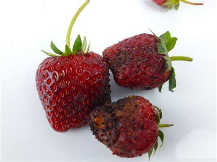 Do strawberries thin your blood?