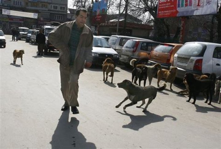 Do stray dogs attack humans?