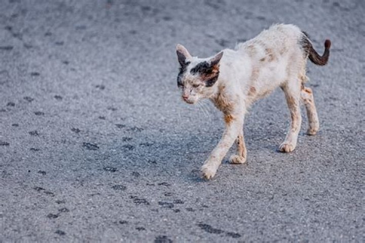 Do stray kittens have diseases?