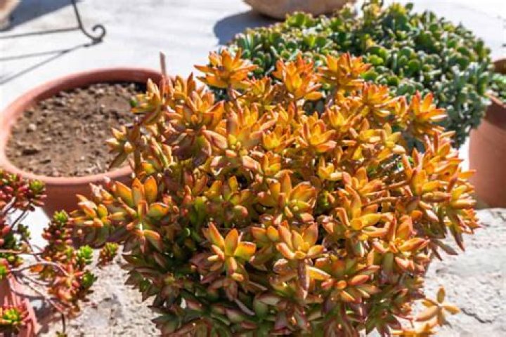 Do succulents need full sun?