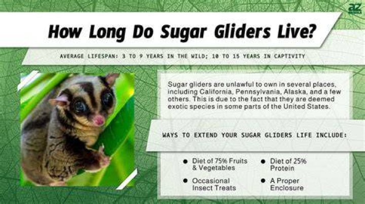 Do sugar gliders get their period?