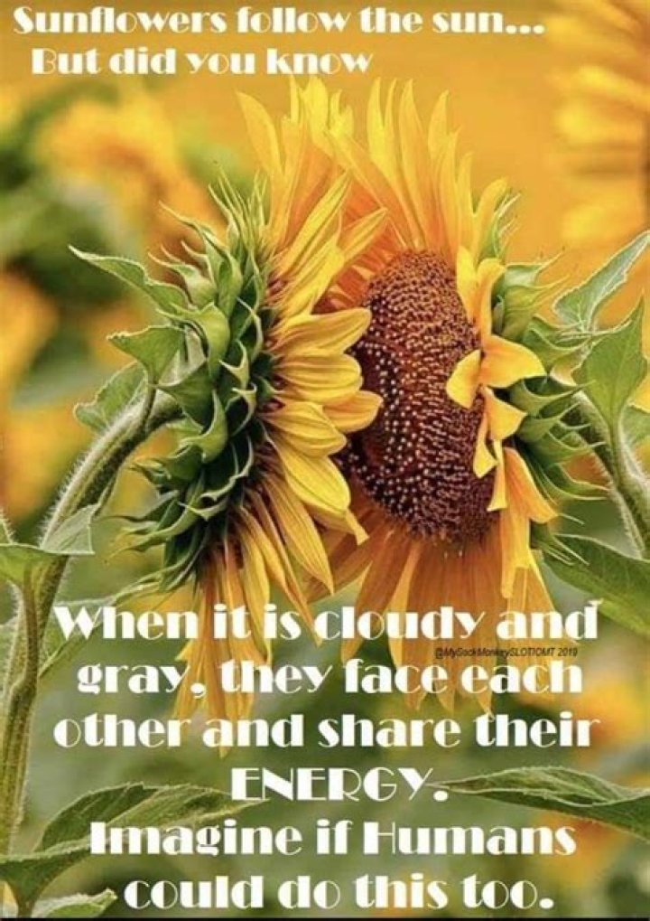 Do sunflowers really face each other on cloudy days?