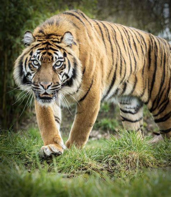 Do tigers prey on humans?