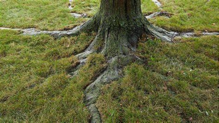 Do tree roots kill grass?