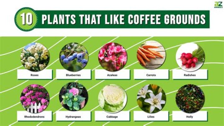 Do used coffee grounds help plants?
