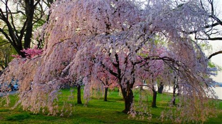 Do weeping cherry trees lose their leaves?