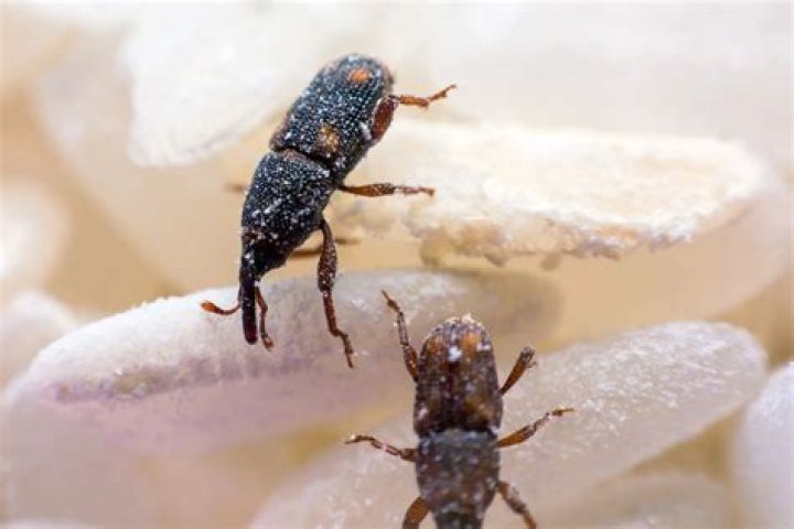 Do weevil bugs bite? | ContextResponse.com