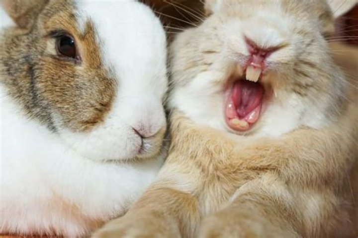 Do wild rabbits bite you?