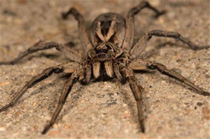 Do wolf spiders jump?