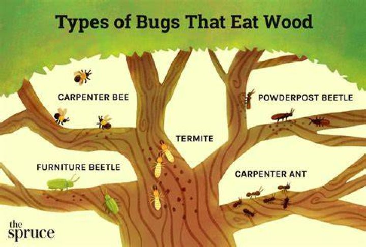 Do wood bugs eat wood?