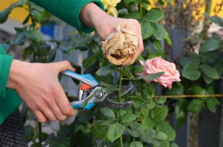 Do you cut roses before putting them in a vase?