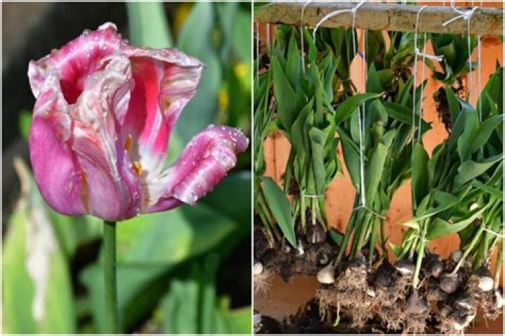 Do you lift tulip bulbs after flowering?