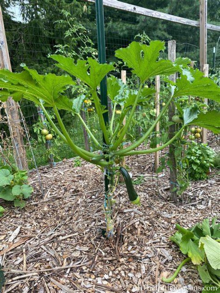Do zucchini plants need a trellis?
