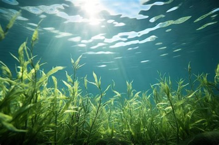 Does algae grow in the ocean?