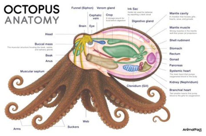 Does an octopus have a head?