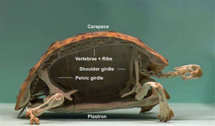 Does an turtle have a vertebrae?