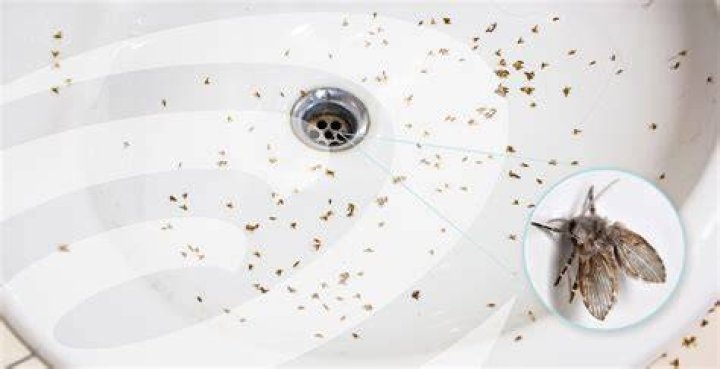 Does bleach kill drain fly larvae?