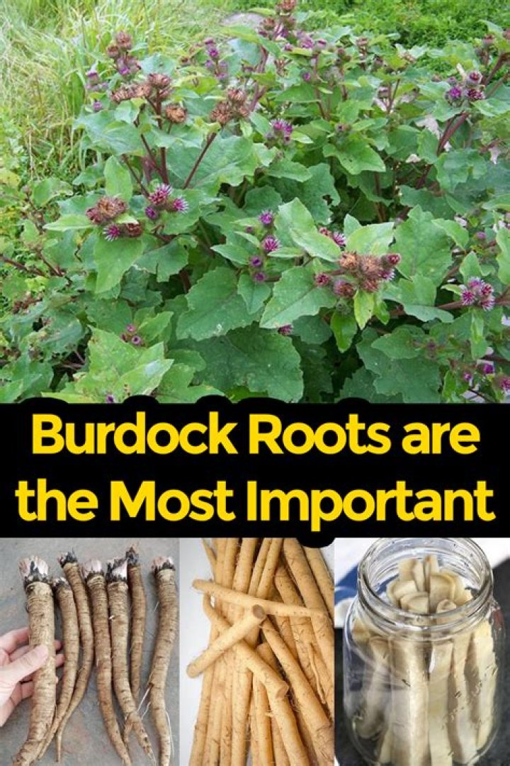 Does burdock root make you poop?