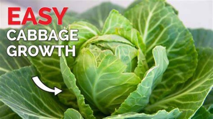 Does cabbage have a lot of vitamin K?