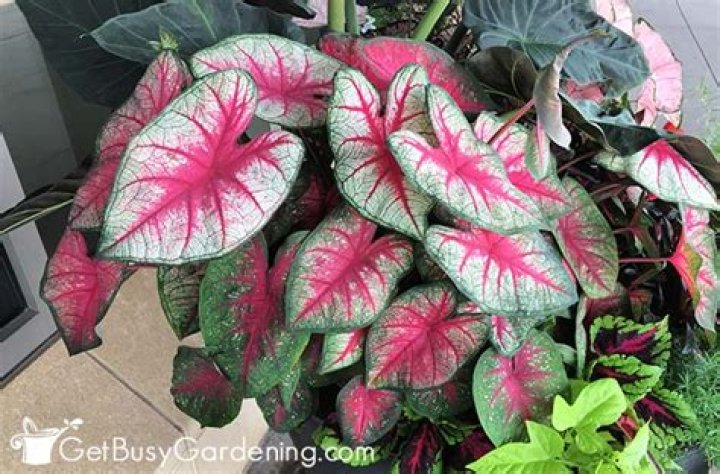 Does caladium need a lot of water?